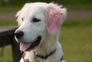 pink ears Freya
